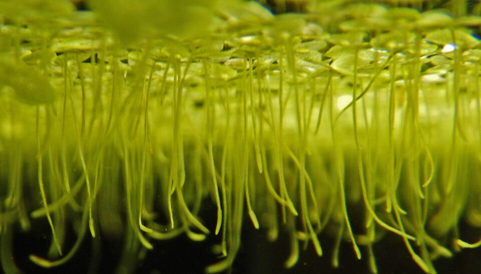 Lenteja de agua (Lemna minor)