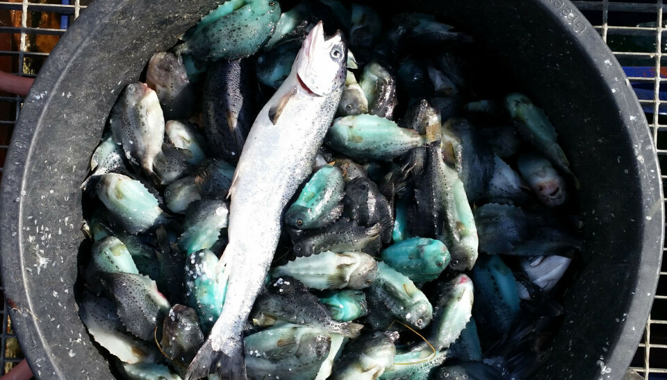 Autoridades recomiendan eliminar gradualmente los peces limpiadores para 2029