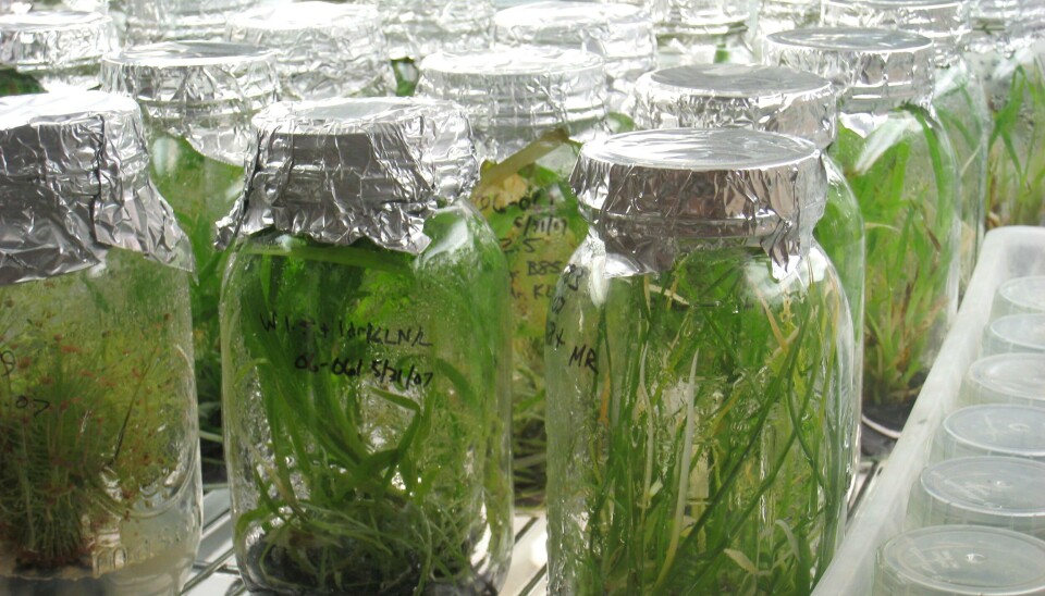 Imagen referencial. Laboratorio, investigación, plantas, verde