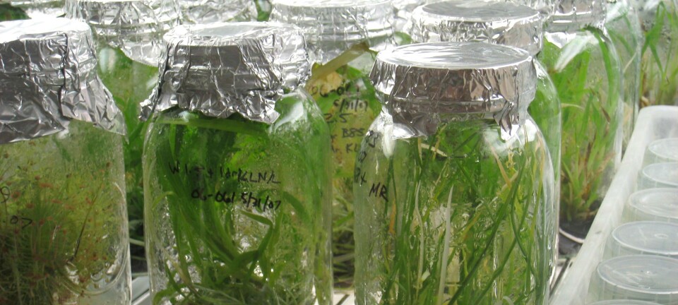 Polifenoles naturales serían una futura alternativa para combatir la piscirickettsiosis