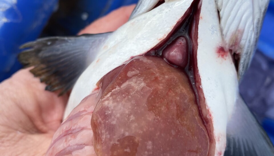 Salmón del Atlántico afectado por la nueva especie de Piscirickettsia.