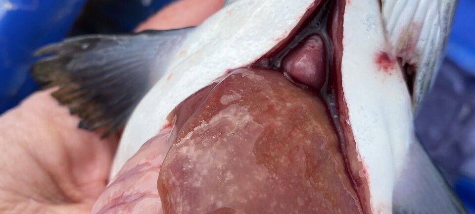 Descubren una nueva especie de Piscirickettsia