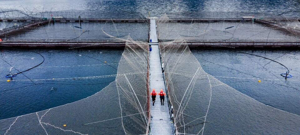 Salmonicultora impugna decisión judicial que suspende ciclo productivo en nueve centros