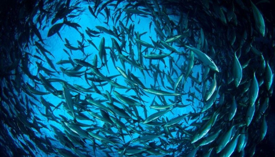 Expertos critican sistema de siembra y densidad que opera en la salmonicultura chilena