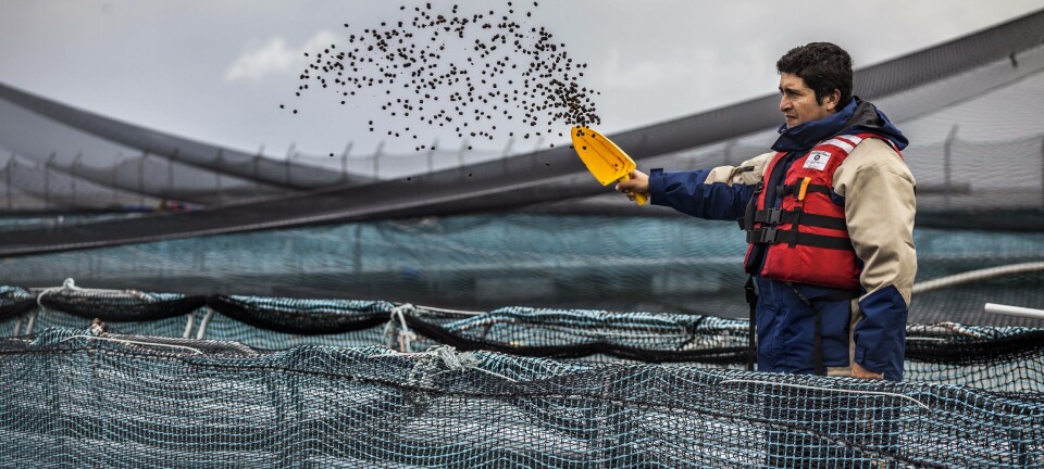 Ayuno intermitente y alimentación por agua: ¿qué opinan los salmonicultores chilenos?