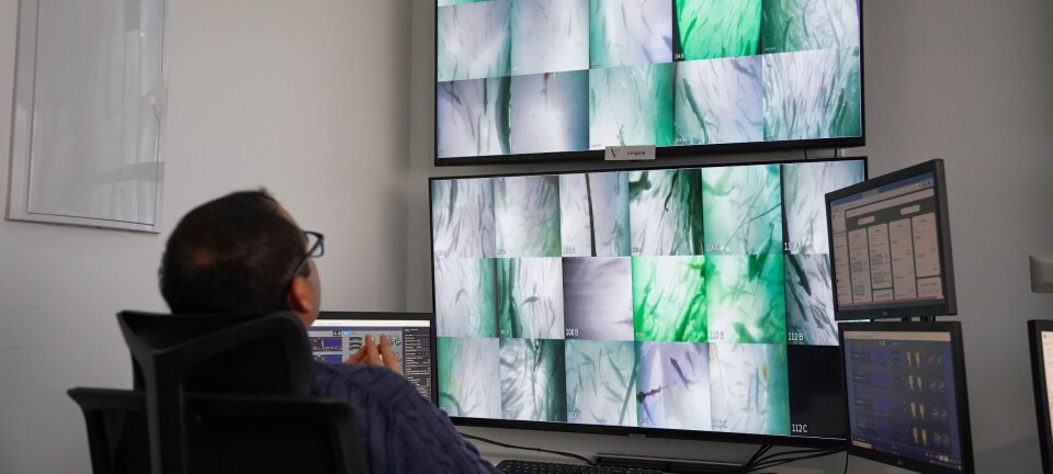 Productor de salmón chileno recibe un importante reconocimiento por su rendimiento