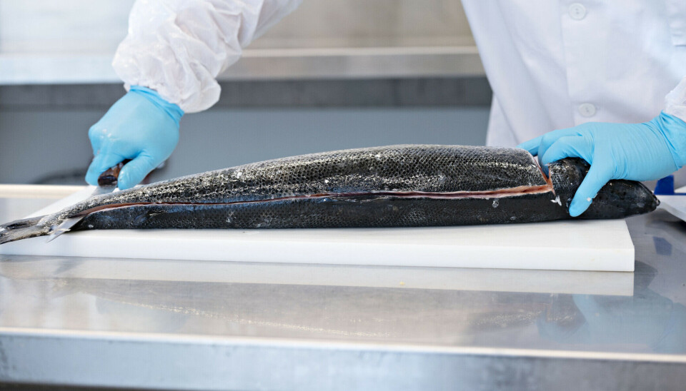 Presentan innovador método que permitirá una nutrición adecuada en los peces