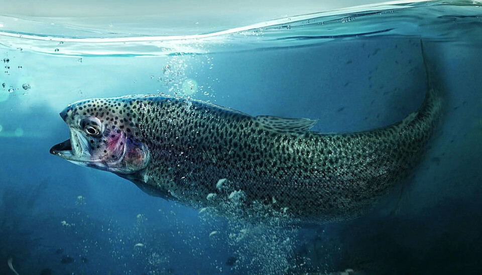 Gran hallazgo: el monitoreo de la mucosa es un tremendo avance para la salud de los peces