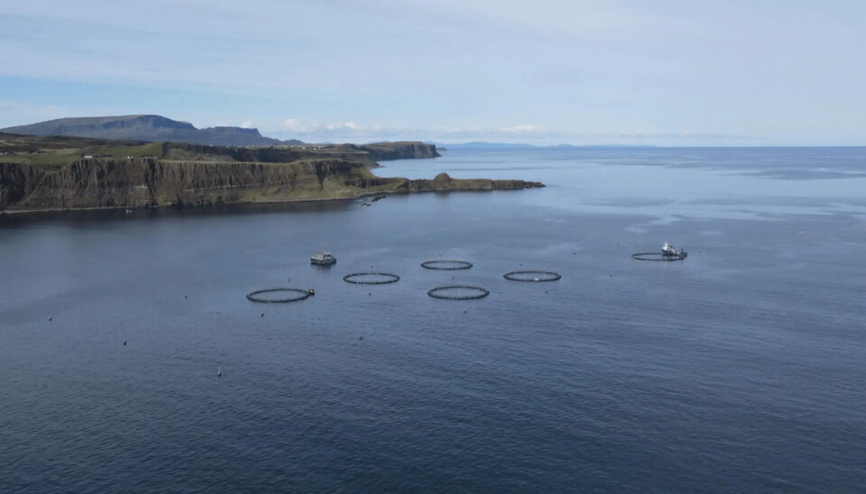 Mowi se queda con toda la propiedad de una empresa de salmón orgánico