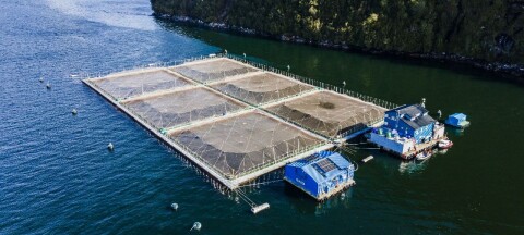 SMA vuelve a paralizar tras llamado telefónico dos centros de salmón que tenían autorizaciones