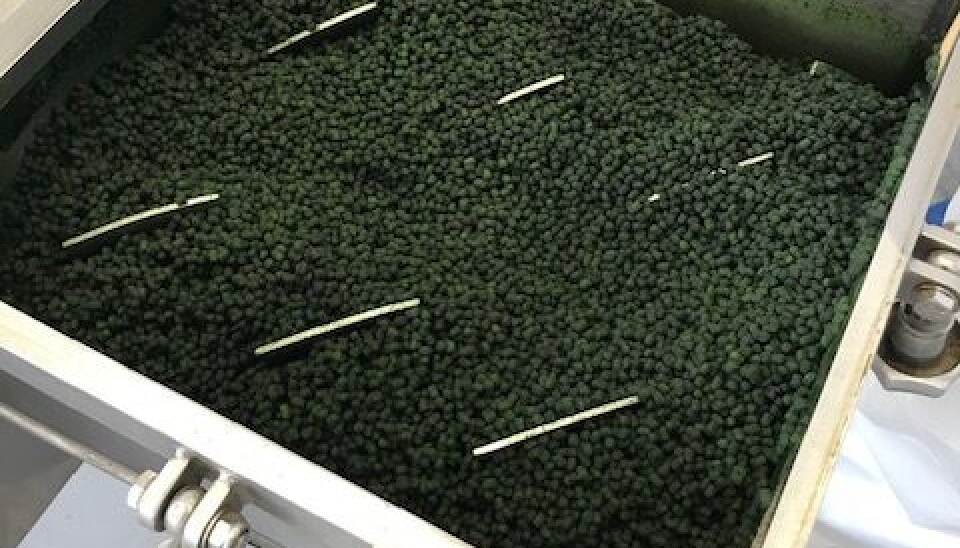 Alimento para salmónidos con M. gaditana.