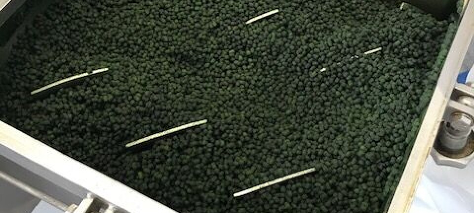 Microalga revolucionará la salmonicultura con beneficios nutricionales y acción antimicrobiana