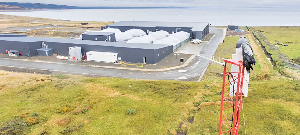 Aprueban solicitud de AquaChile que permite seguir operando planta en Magallanes