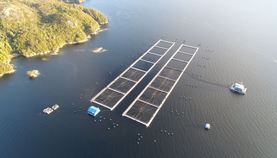 Salmón coho alcanza su mayor volumen histórico para un primer trimestre