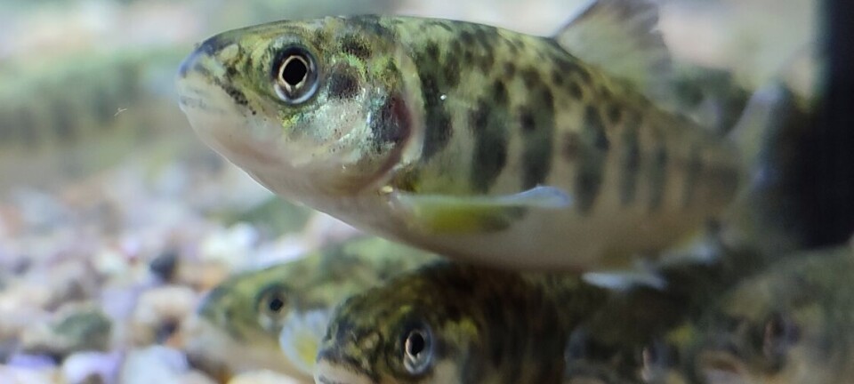 Smart Aquaculture proyecta revolucionar la salmonicultura chilena con cultivo en tierra