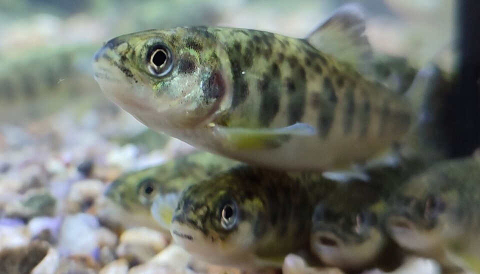 Foto: Salmonexpert.