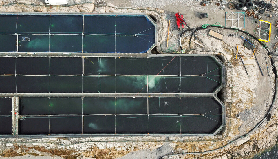 Productor terrestre realiza primera cosecha de salmón pero debe pedir millonario préstamo