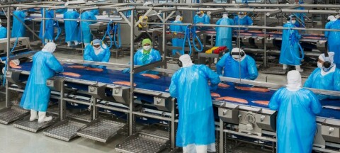 La industria chilena del salmón observa luces de esperanza con el próximo Gobierno