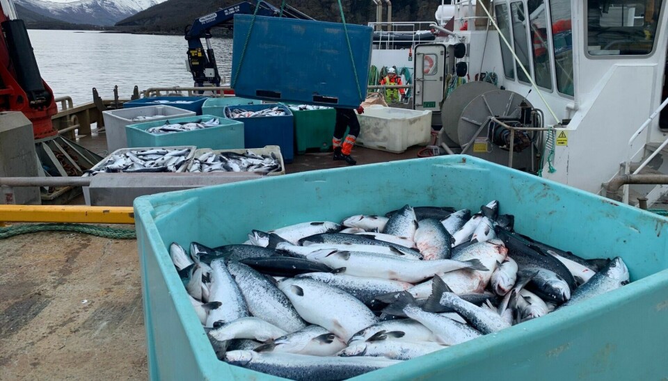 Un millón de peces muertos tras la floración de algas nocivas