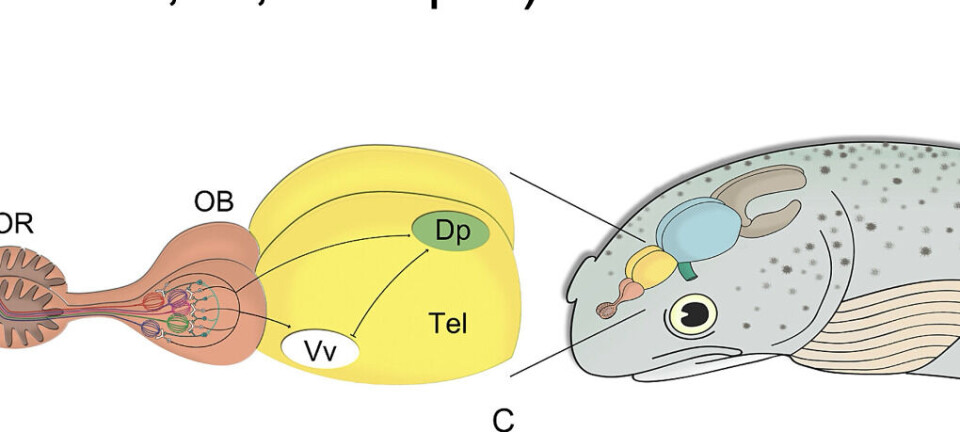 Científicos revelan avances para conocer cómo los salmones procesan los olores