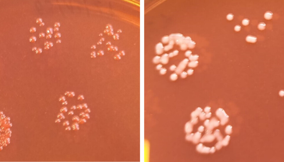 Tinción rojo Congo para cepas A. salmonicida. Observamos colonias teñidas de rojo, las que retienen el colorante debido a tener intacta la capa A (vapA+).