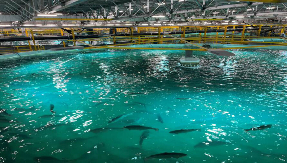 Miles de peces muertos tras la caída de los niveles de oxígeno