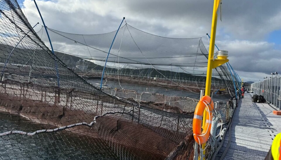 Sernapesca confirma que operación de Mowi Chile está en regla tras denuncia ciudadana