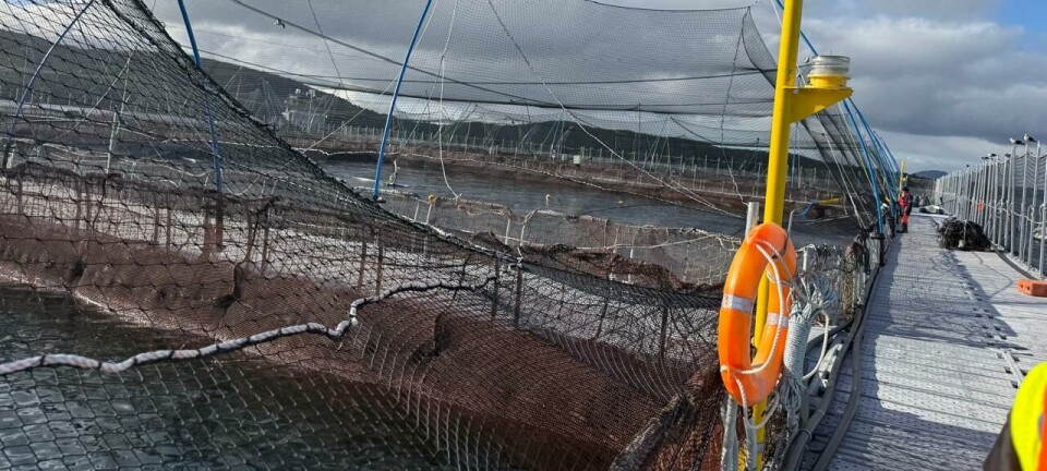 Sernapesca confirma que operación de Mowi Chile está en regla tras denuncia ciudadana