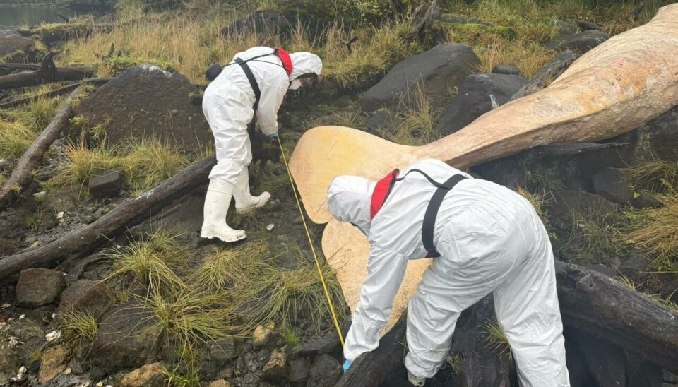 Presentan denuncia tras encontrar un cetáceo muerto: salmonicultora informó hallazgo