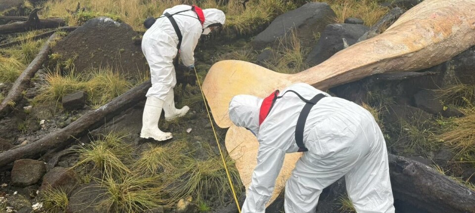 Presentan denuncia tras encontrar un cetáceo muerto: salmonicultora informó hallazgo