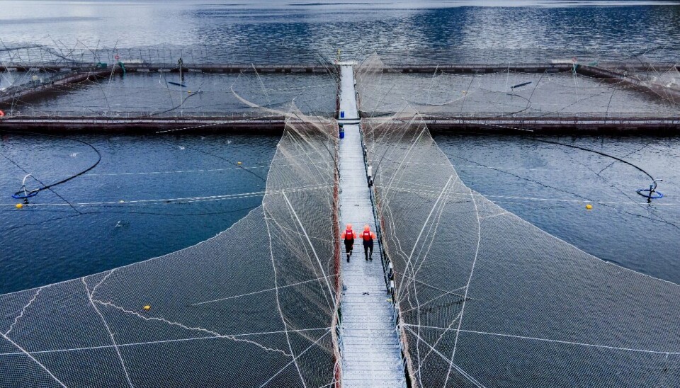 Cooke Chile recurrirá a la Corte Suprema contra sentencia de Tercer Tribunal Ambiental