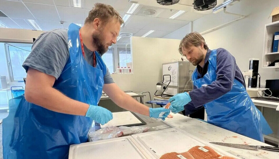 Petter Kirkhus y Johan Nordskar toman muestras de músculos y huesos de salmones alimentados con proteína de pasto para realizar análisis químicos adicionales en la nave de pesca de Nofima.