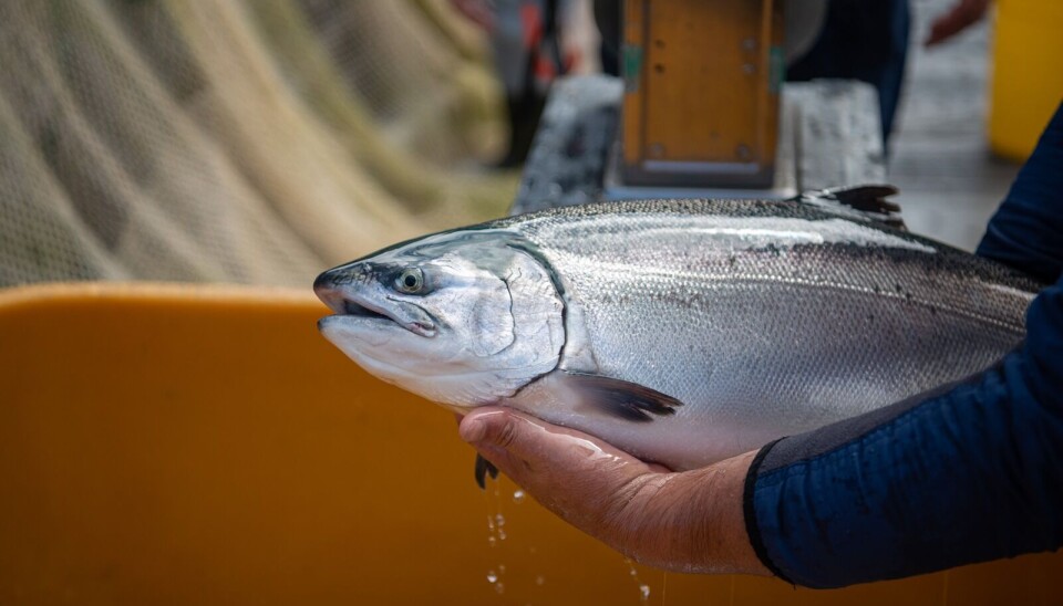 Salmón coho: cinco atributos únicos de un producto chileno de clase mundial