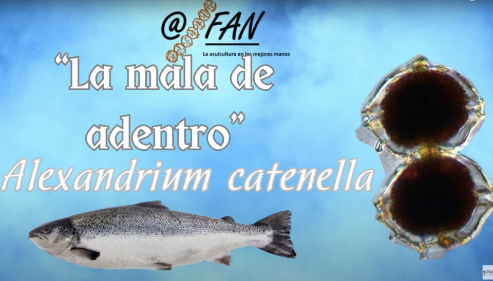 Video en canal de YouTube 'Desde el microscopio'.