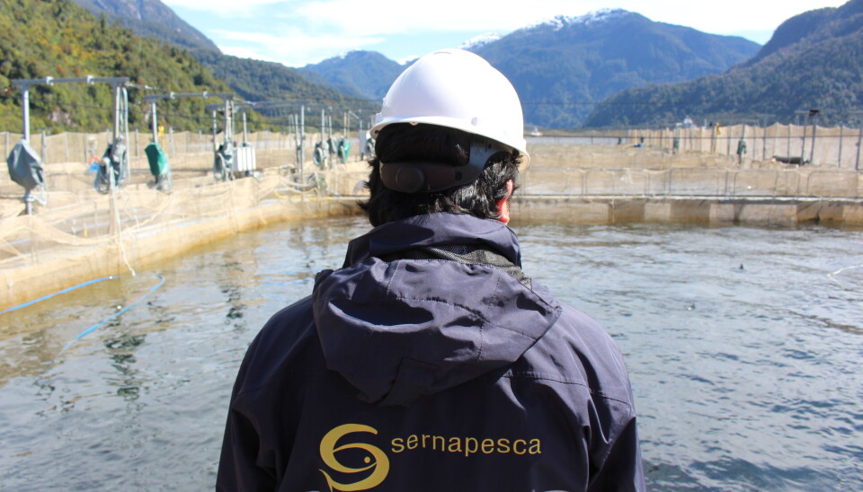 Sernapesca presenta denuncia por vertimiento de peces muertos desde wellboat