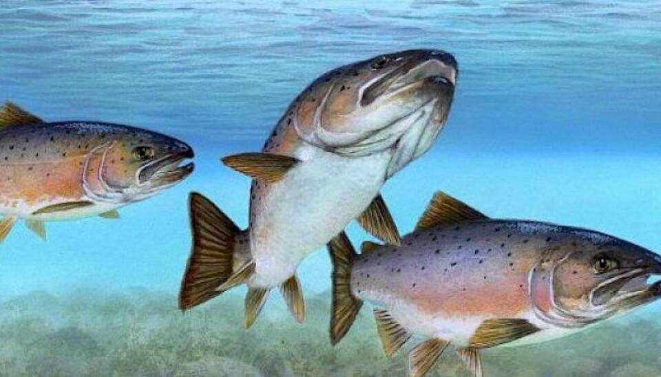 Salmones en estado de alerta: ciencia chilena estudia nuevas defensas frente al piojo de mar