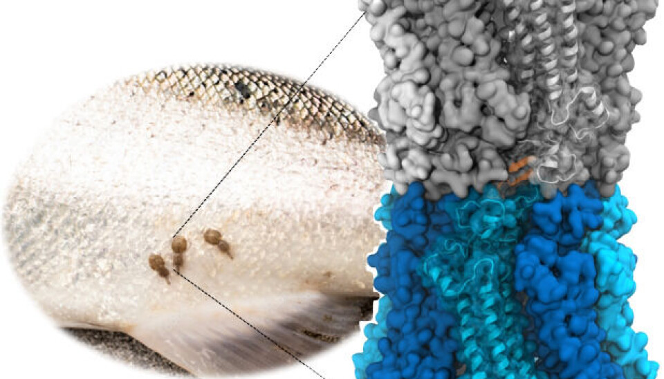 Nuevas nanoformulaciones para Caligus: 'los resultados iniciales son prometedores'