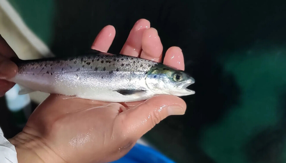 Foto: Salmonexpert.
