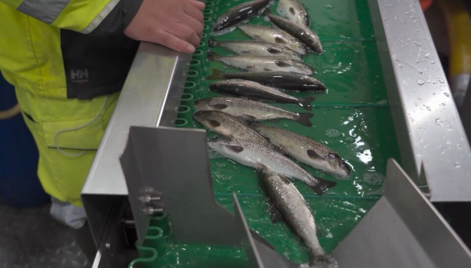 Cooke muestra en televisión su proceso para el primer salmón orgánico de Chile