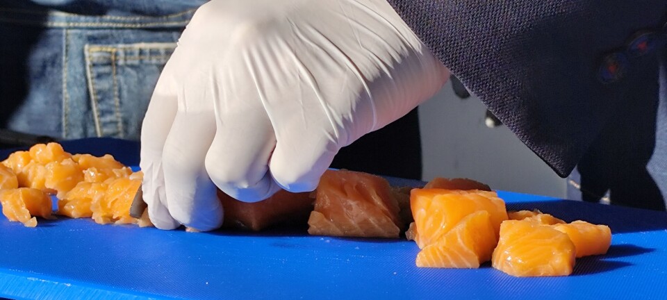 ¿Cómo se comportaron las exportaciones de salmón chileno durante el primer semestre?