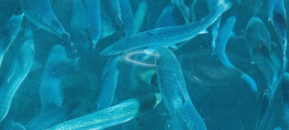 AKVA group firma contrato para impulsar gran piscicultura de post-smolt