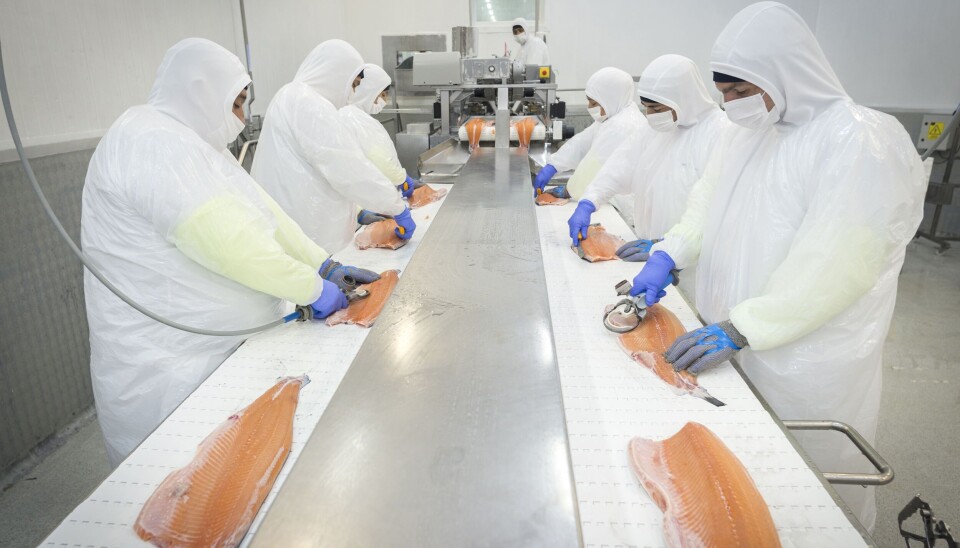 Tasa de crecimiento del salmón es la que menos avanza en comparación con otros productos