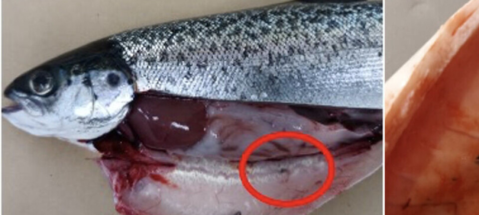 Chilenos dan los primeros pasos hacia una solución farmacológica para la melanosis