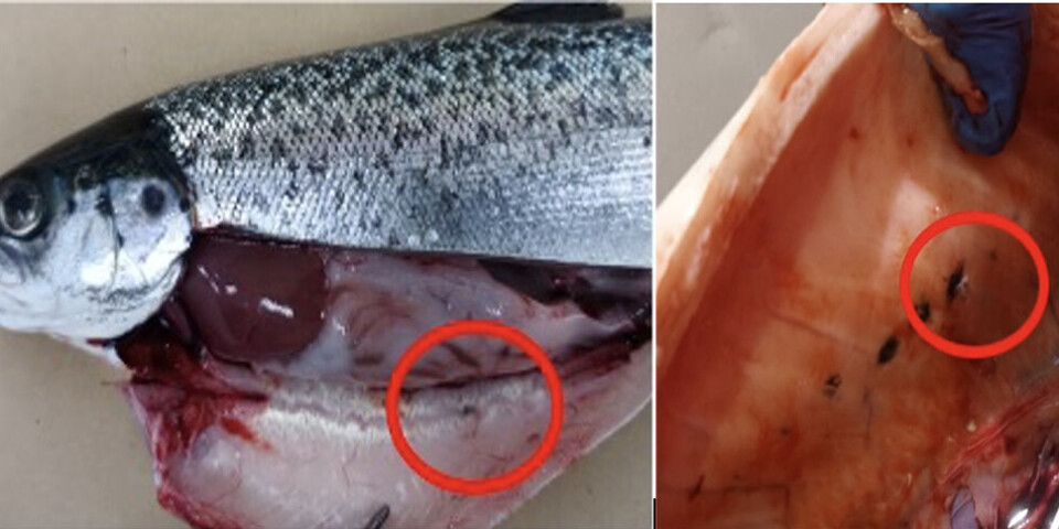 Zonas con melanosis.