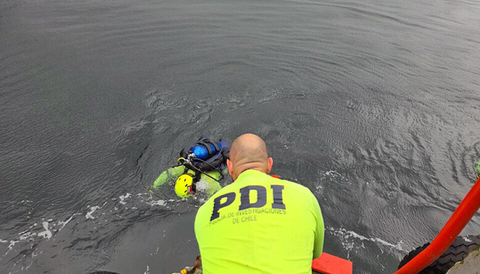 Oficiales PDI realizan inédito peritaje bajo el mar por muerte de buzo en centro de salmones