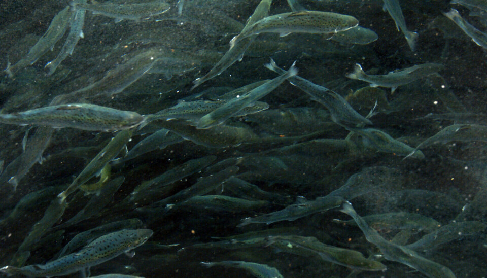 Cómo las temperaturas subóptimas afectan el entrenamiento del salmón