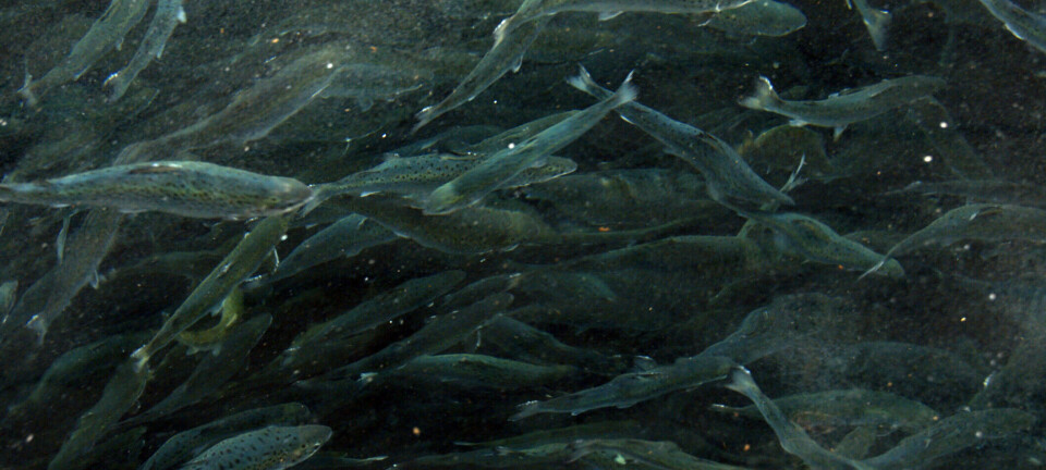 Cómo las temperaturas subóptimas afectan el entrenamiento del salmón