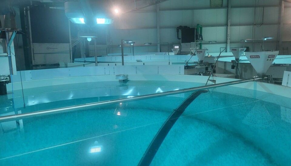 En proceso los primeros salmones de Thor para centro de 20.000 toneladas