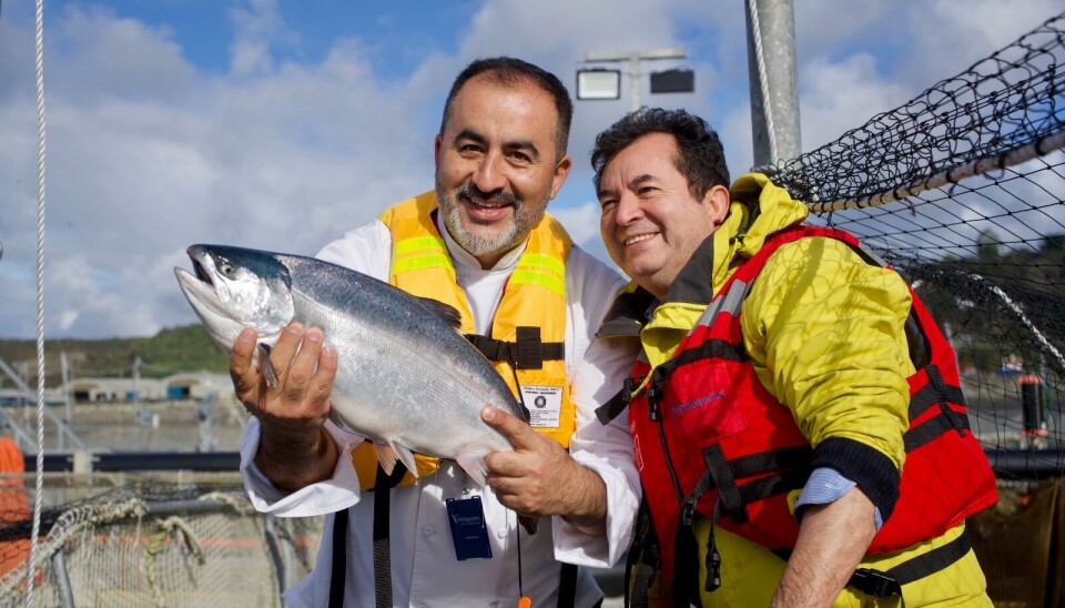 Destacados chefs nacionales conocen en terreno el ciclo completo del salmón chileno