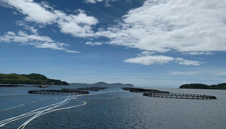Empresa reporta muerte de 400.000 salmones